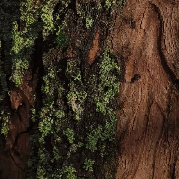 Scents Of Wood