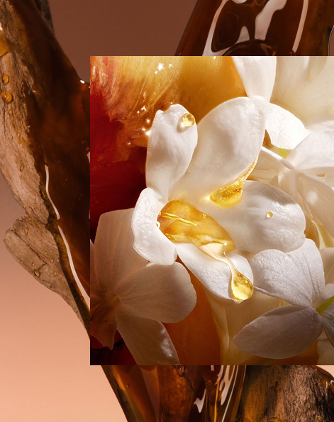 Tomavicci fragrance collection promotional banner