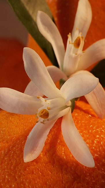 Middle notes visual: Coriander,Labdanum,Orange Blossom