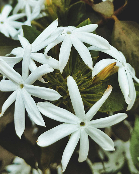 Top notes visual: Jasmin Sambac