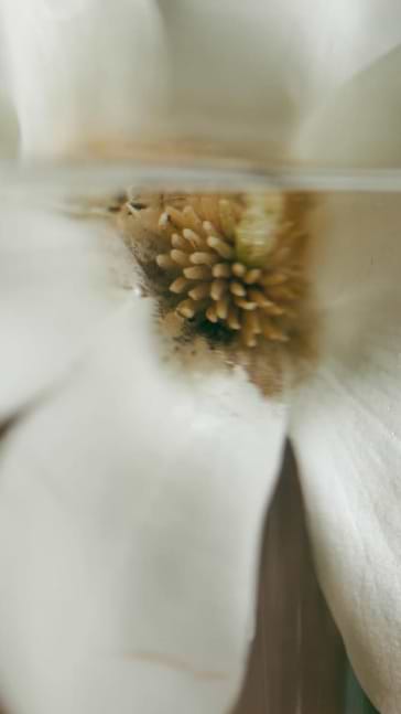 Middle notes visual: Jasmine,Neroli,Rose