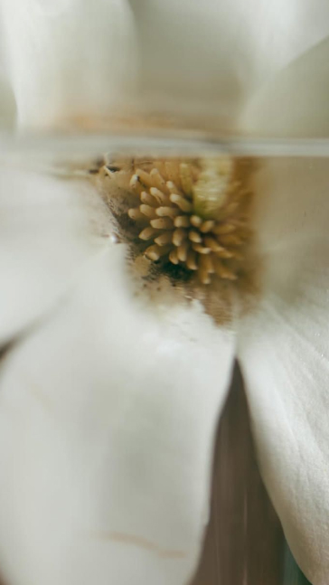 Middle notes visual: Jasmine,Neroli,Rose