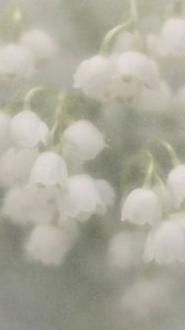 Middle notes visual: Cedar,Cypress Oil,Lily Of The Valley