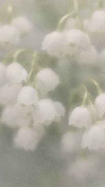 Middle notes visual: Cedar,Cypress Oil,Lily Of The Valley