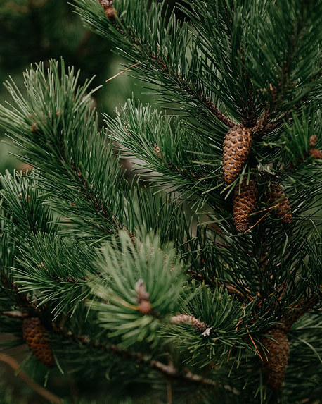 Top notes visual: Bergamot,Cypress,Fir,Pine