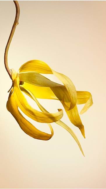 Middle notes visual: Coconut,Jasmine,Orange Blossom,Ylang-Ylang