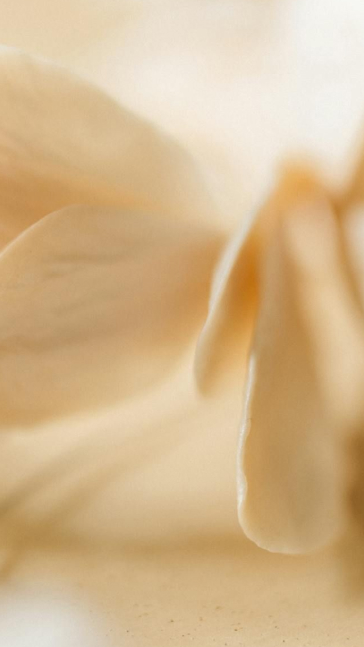 Middle notes visual: Gardenia,Osmanthus