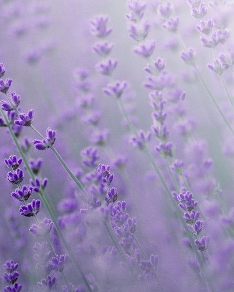 Top notes visual: Artemisia,Davana,Lavender,Saffron
