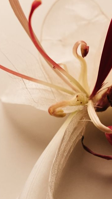 Middle notes visual: Geranium,Lily