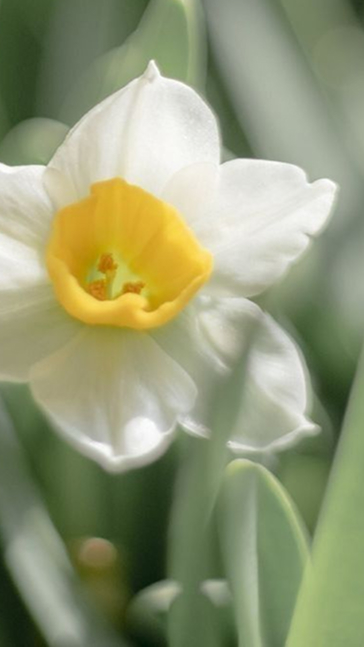 Middle notes visual: Narcissus,Sage,Tuberose