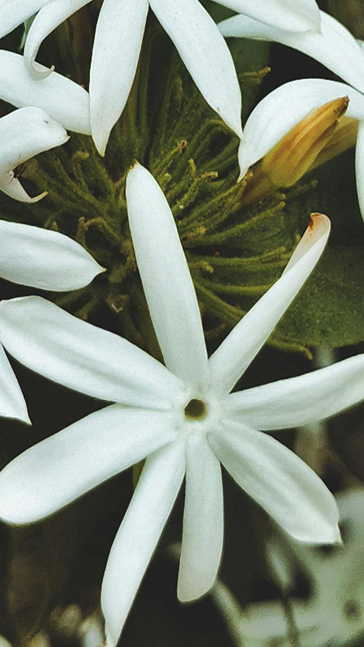 Middle notes visual: Jasmine