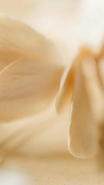 Middle notes visual: Gardenia,Osmanthus