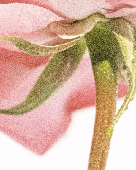 Top notes visual: Rose Water