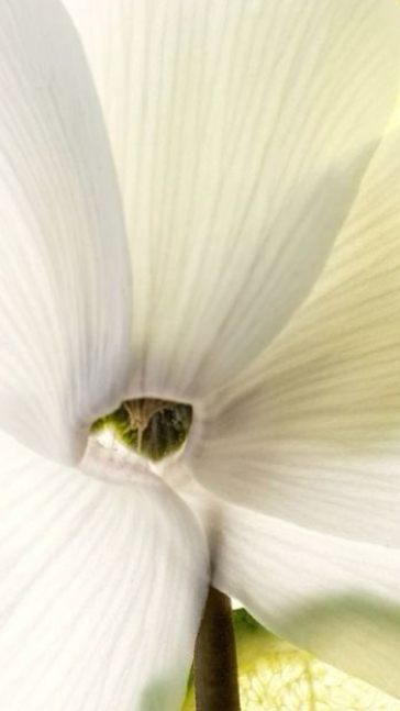 Middle notes visual: Cypriol Oil,Labdanum