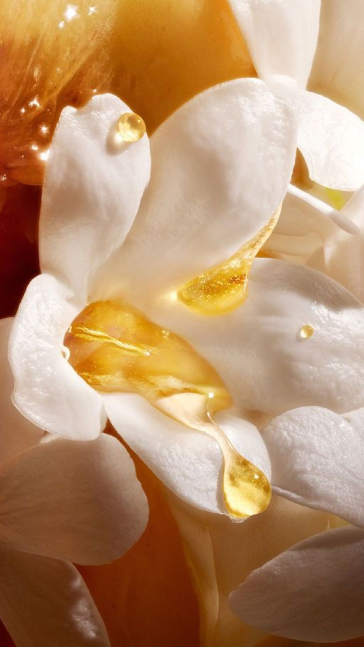 Middle notes visual: Jasmine,Lily,Orange Blossom