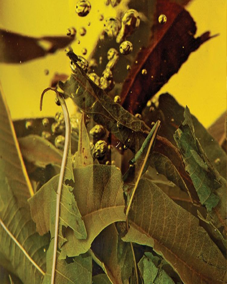 Top notes visual: Bergamot,Cardamom,Lemon