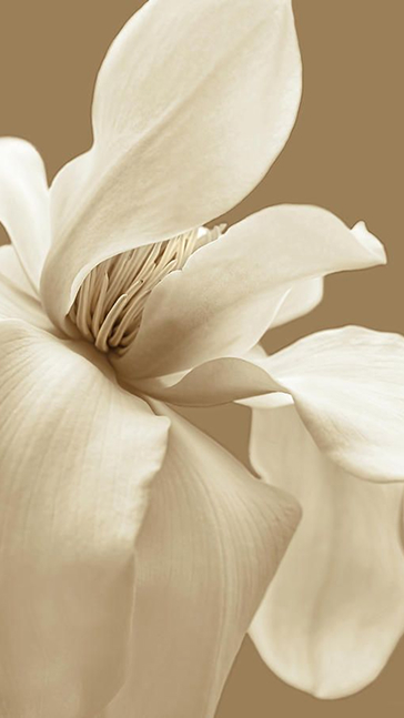 Middle notes visual: Ambrette,Mint,Neroli,Peppermint