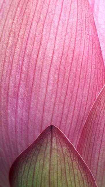 Middle notes visual: Lotus,Pink Lotus,Tahitian Vanilla