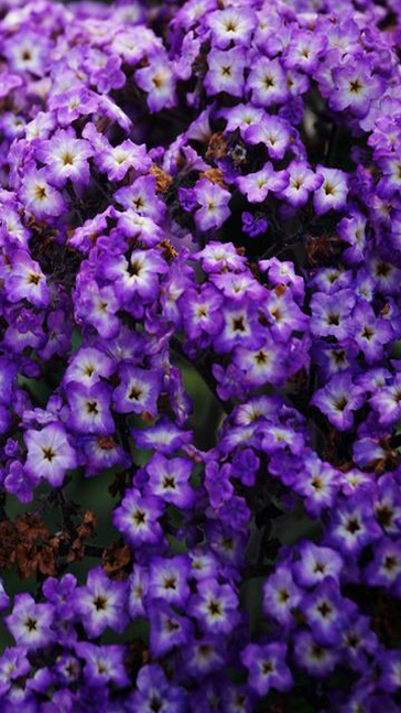 Middle notes visual: Heliotrope,Iris,Olibanum,Orange Blossom
