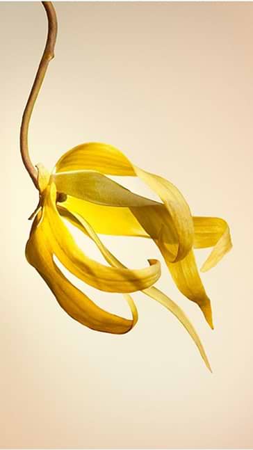 Middle notes visual: Haitian Vetiver,Peony