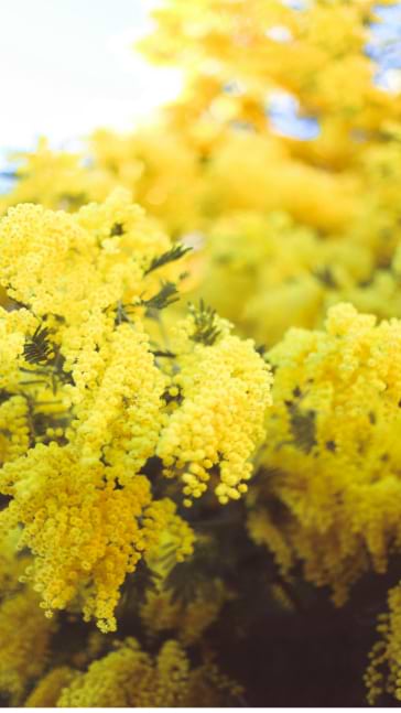 Middle notes visual: Carnation,Florentine Iris,Geranium,Mimosa