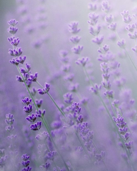 Top notes visual: Black Pepper,Lavender