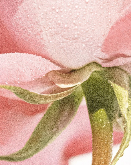 Top notes visual: Bergamot,Lemon,Ozonic Notes,Rose