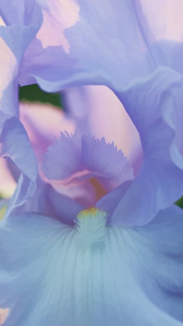 Middle notes visual: Cedar,Iris,Passion Fruit
