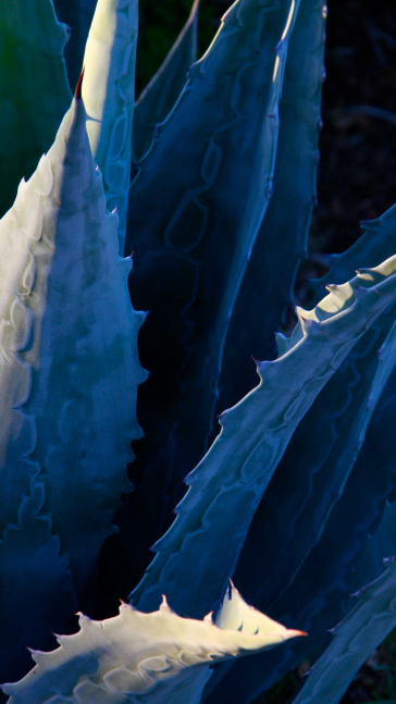 Middle notes visual: Agave,Incense