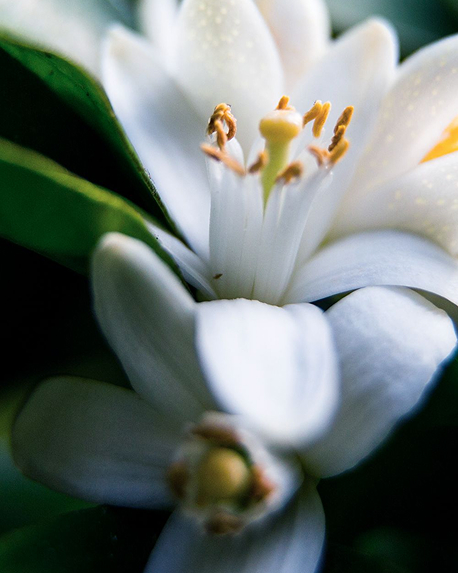 Top notes visual: Citrus Notes,Green Accord,Neroli