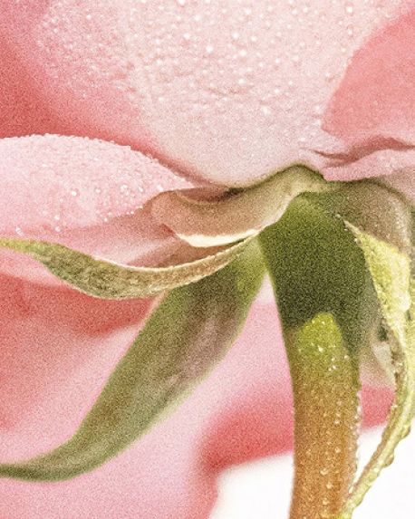 Top notes visual: Caramel,Lemon,Rose