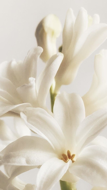 Middle notes visual: Jasmine,Orange Blossom,Tuberose