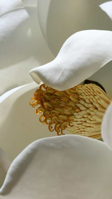 Middle notes visual: Jasmine,White Flowers
