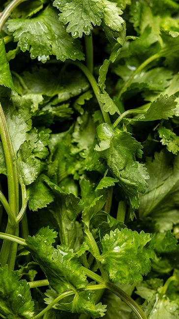 Middle notes visual: Coriander,Jasmine,Neroli
