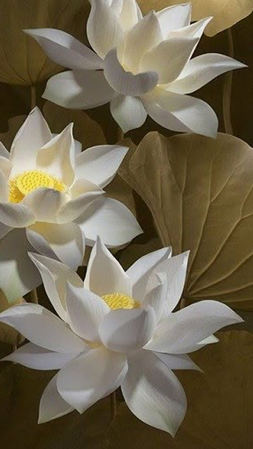 Middle notes visual: Lily Of The Valley,Rose,Water Lily