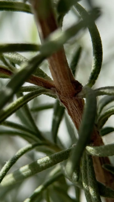 Middle notes visual: Cinnamon,Geranium,Rosemary