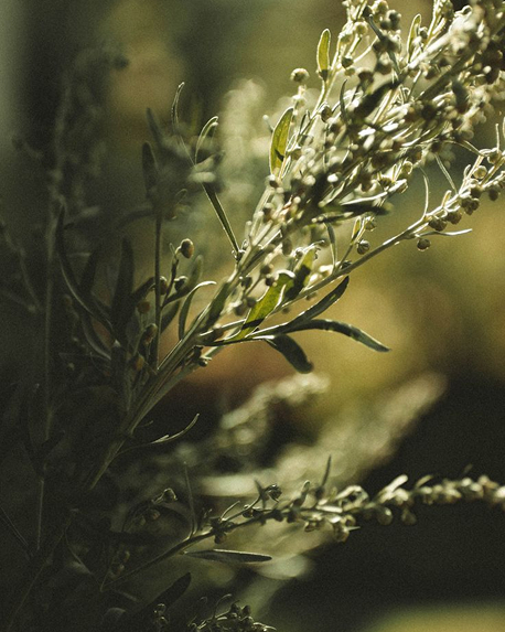 Top notes visual: Mugwort,Orange,White Pepper