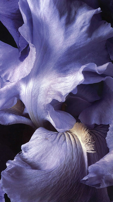 Middle notes visual: Cloves,Iris,Patchouli,Saffron