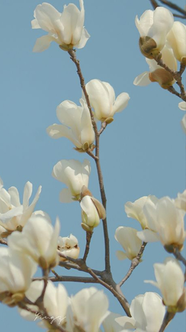 Middle notes visual: Almond Blossom,Heliotrope,Tuberose
