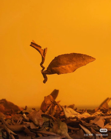Top notes visual: Green Accord,Nutmeg,Tea