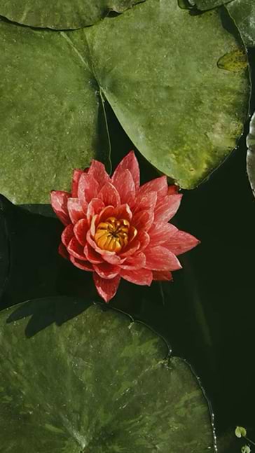 Middle notes visual: Lotus,Peach,Tea