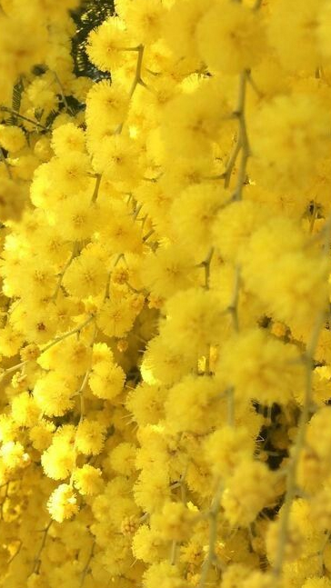 Middle notes visual: Jasmine,Mimosa,Violet