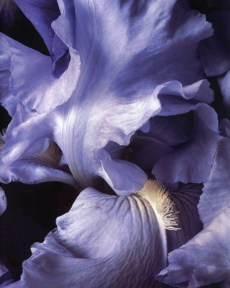 Top notes visual: Incense,Iris,Jasmine,Muguet