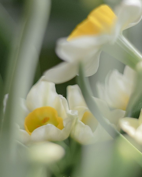 Top notes visual: Jasmine,Tuberose