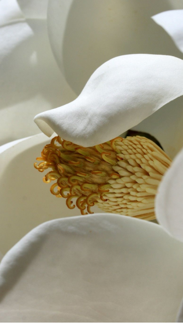 Middle notes visual: Magnolia,Styrax,Suede