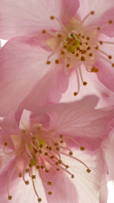 Middle notes visual: Cherry Blossom,Jasmine,Taif Rose