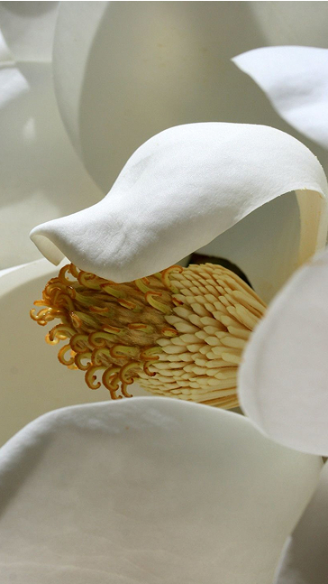 Middle notes visual: Jasmine,Saffron,Taif Rose