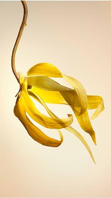 Middle notes visual: Damask Rose,Iris,Jasmine