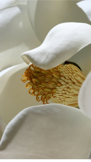 Middle notes visual: Amber,Jasmine,Magnolia