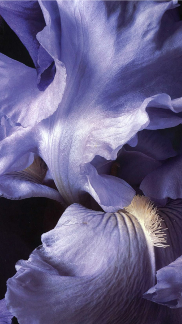 Middle notes visual: Damascena Rose,Grasse Rose,Orris